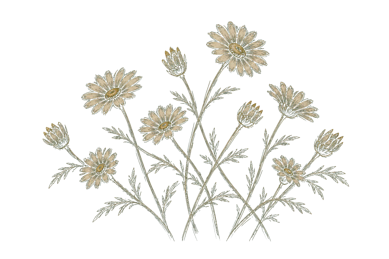 Pencil study of an interconnected community of daisies