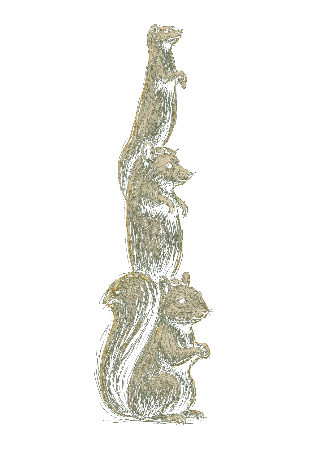 Pencil study of the mink, possum, and squirrel tradition
