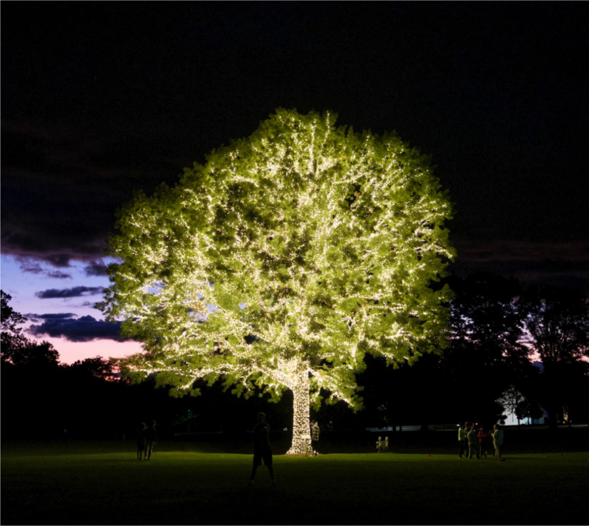 The illuminated oak tree on Western Reserve Academy's campus