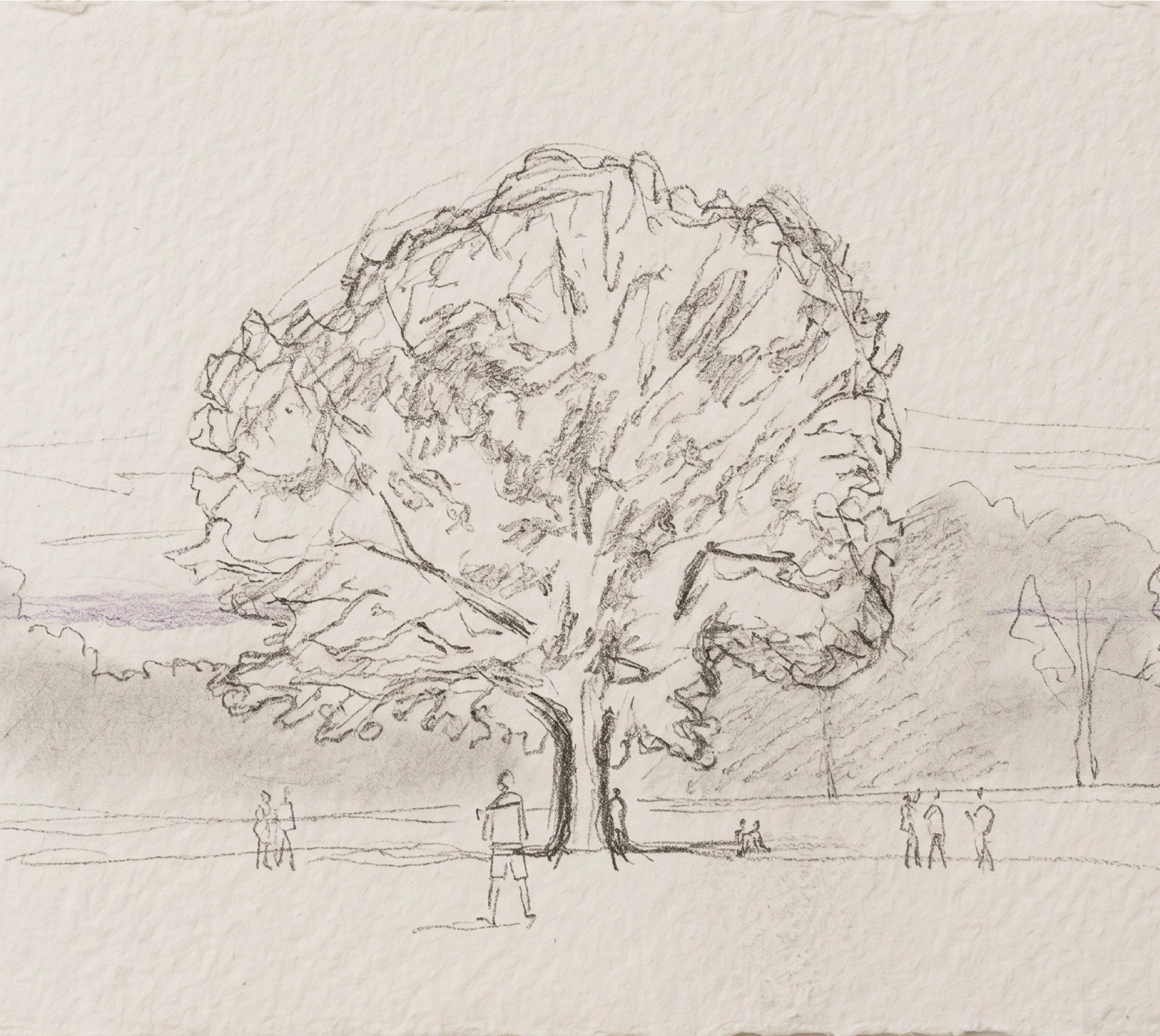 An observational drawing of the oak tree