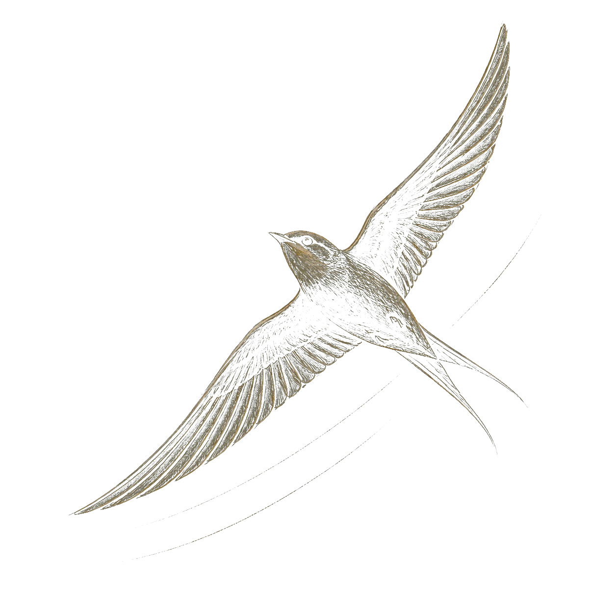 Pencil study of a martlet in flight