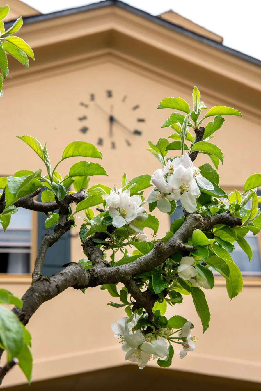 Apple blossoms beside the Westover campus clock