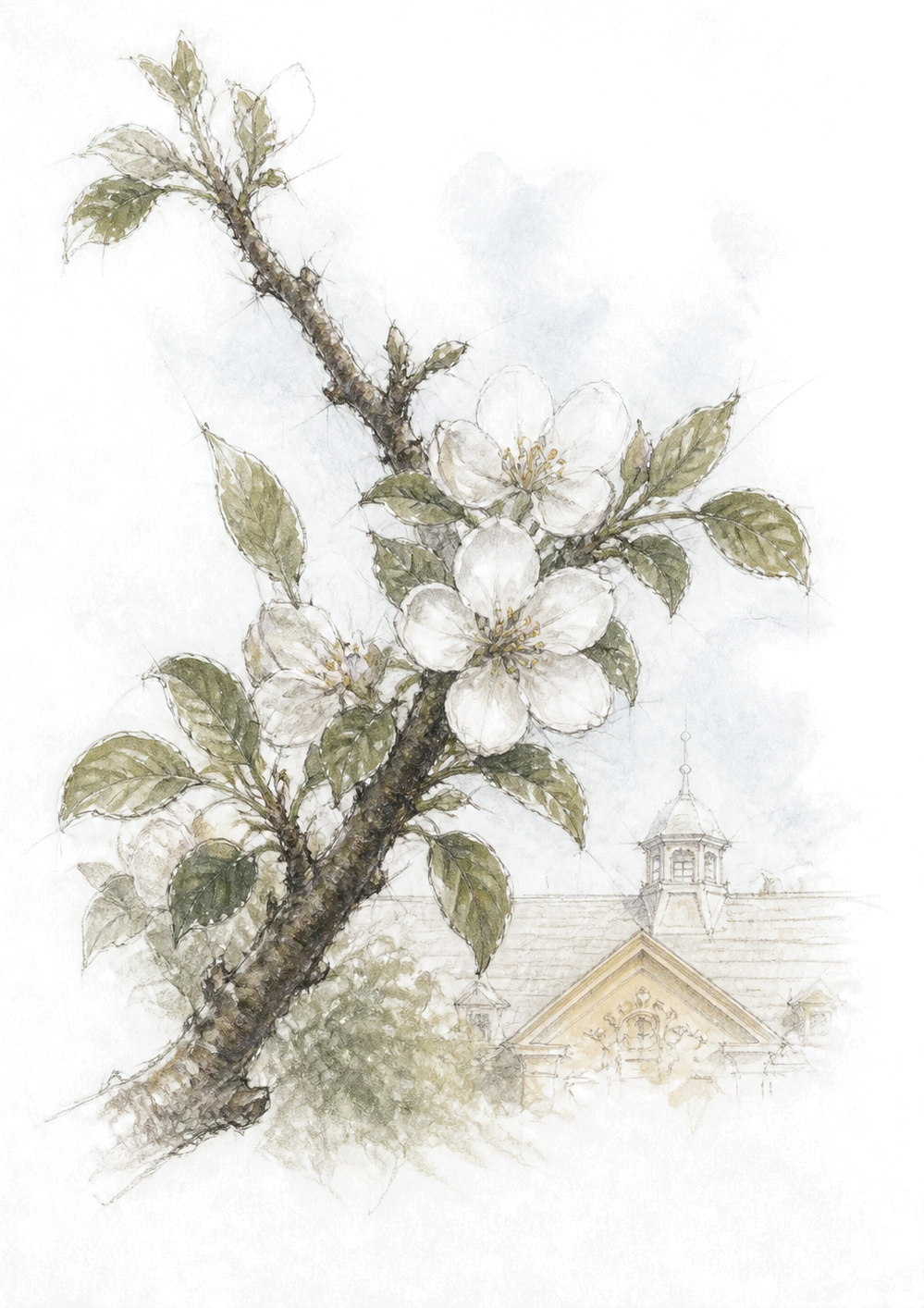 Apple orchard and blossom design study